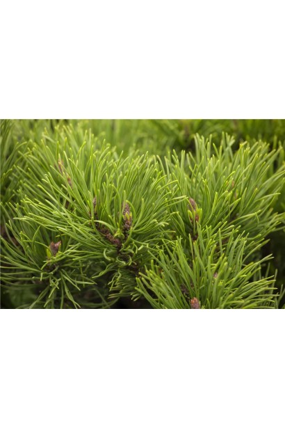 Сосна гірська Офір на штамбі колір